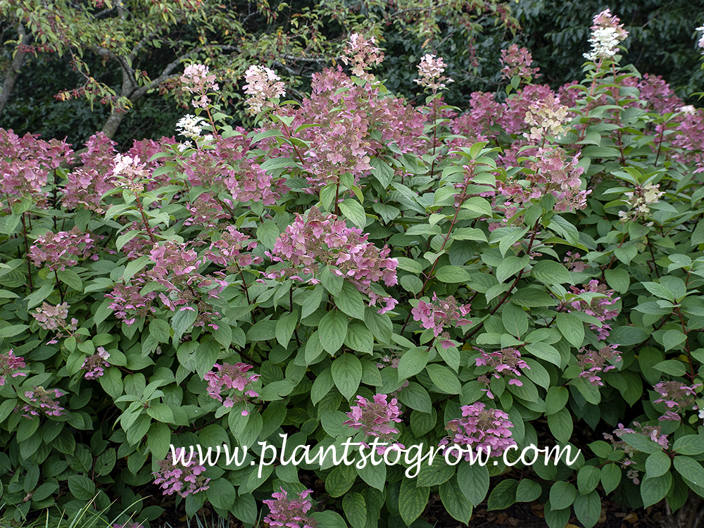 Hydrangea Quick Fire (Hydrangea paniculata)
Has some nice panicle color at this time of the season. (September 13)